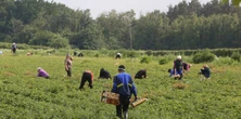 Jadą na truskawki do Niemca. Tyle płaci za godzinę wyrywania chwastów