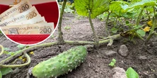 Szukają ludzi do zrywania ogórków. Tyle za godzinę "na samolocie"