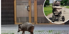 Groza na parkowej alejce. Nagle pojawił się dzik i ruszył w stronę wózka. Roczne dziecko w szpitalu