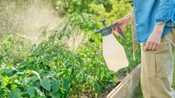 Tych roślin lepiej nie podlewać drożdżami. Przyniosą więcej szkody niż pożytku
