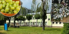 Mały Jeremi zmarł w żłobku przez winogrono? Śledczy zamknęli sprawę