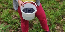 Szuka ludzi do jagód. Zarobki "super". W ogłoszeniu zaskakują trzy słowa