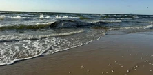Smród i makabra na nadbałtyckiej plaży. Martwy wieloryb wrócił po zatopieniu