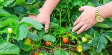 Truskawki w sierpniu. Plantator ma dwie kiepskie wiadomości