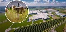 To nie żart. Pod 31 tysiącami paneli słonecznych pasą się owce. Mają ważną misję
