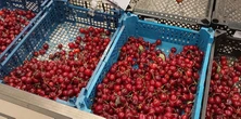 Poszła po czereśnie do sklepu. Przy skrzynkach osobliwy widok