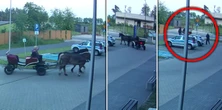 Tak konie "wkopały" woźnicę. Teraz stanie przed sądem