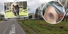 Dramat seniorki w Wołominie. Kilka kroków od ZUS-u brutalnie zaatakował ją dzik