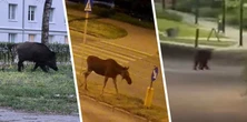 Dzikie zwierzęta coraz częściej zaglądają do miast. "Jesteśmy na to skazani"