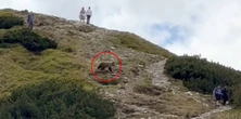 Tatry. Napędził strachu turystom na szlaku. "Pojawił się jak duch"