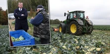 Rolnik z Podkarpacia nie wytrzymał. Zmielił 25 tys. kalafiorów