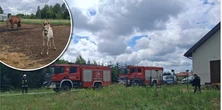 Dramatyczna akcja w Wielkopolsce. Przez nawałnicę padły trzy konie