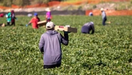 Coraz mniej Polaków chętnych na pracę tymczasową w Niderlandach