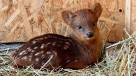Nowy maluch w warszawskim zoo. Szukają dla niej imienia