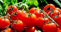 Tomate: descubra os benefícios à saúde e os motivos para tê-lo na dieta