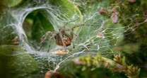 Estudo pioneiro: aranhas australianas mudam o veneno quando estressadas