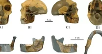 Cientistas encontram crânio de 300 mil anos diferente de qualquer espécie