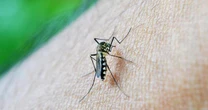 Dengue: SBP recomenda vacina preferencial para crianças e adolescentes