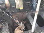 В Риддере корова провалилась в подпол