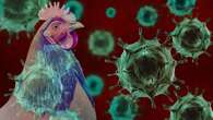 Bird flu surges in several US states with reports of new outbreaks: 'Getting worse'