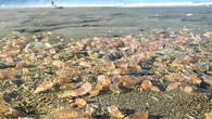 Thousands of mysterious sea creatures 'littering' coastal town: See the photos