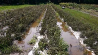 Vermont farmers become eligible for emergency loans after USDA designates summer flooding a disaster