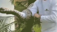 Large Burmese python on video getting pulled from Florida neighborhood tree: 'It was pretty dangerous’