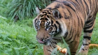 Man found dead at zoo after big cat seen 'holding a shoe in its mouth'