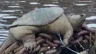 Massive snapping turtle nicknamed 'Chonkosaurus' goes viral relaxing along Chicago waterway