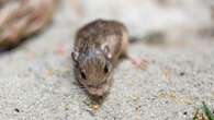 California Mouse wins Guinness World record as oldest living mouse in human care at 9 years old