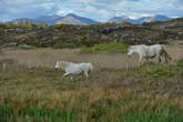 Explore Ireland's charm across Dublin, Galway and Connemara