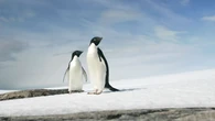 Trump's penguin breaks the internet — and sends the left into a frenzy