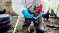 CDC declares bird flu emergency over as experts warn of possible fall resurgence
