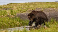 Man injured in grizzly bear attack while surveying Wyoming forest