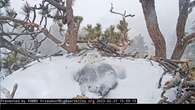 2 California eagle eggs watched by a web cam unlikely to hatch