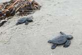 12 sea turtles treated at Georgia wildlife center released off state's coast