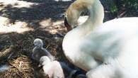 3 arrested in upstate NY after mother swan stolen, eaten; babies recovered