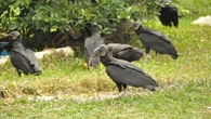 Vulture takeover sparks outrage as droppings coat homes, cars and sidewalks