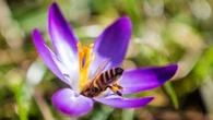 Massive bee swarm sends three people to hospital in critical condition, 24 injured