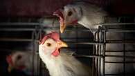 New outbreak of deadly bird flu strain confirmed for first time in 8 years