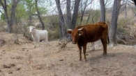 Flesh-eating screwworm found in Texas calf as ranchers brace for possible spread