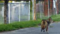 MA town contracts with federal government to kill coyotes