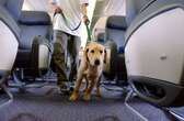 Flight passenger says dog barked 'nonstop' during 8-hour flight, sparking debate among travelers