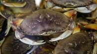 California cuts commercial Dungeness crab season short to protect whales