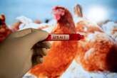 First case of human bird flu diagnosed without exposure to infected animals, CDC says