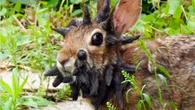 DAN GAINOR: Demon rabbits, Taylor and Travis, hot dog havoc: August’s 7 wildest stories