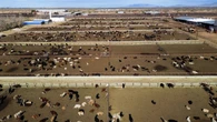 US shuts southern border to livestock imports to stop spread of deadly flies