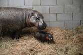 Zoo in Virginia launches poll to name newborn pygmy hippopotamus calf