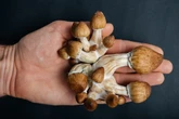 Parkinson's patients who take 'magic mushrooms' see key benefits, study finds