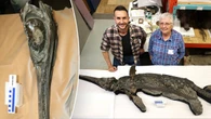 Scientists solve mystery of 'sword dragon' skeleton found on coast after decades of study